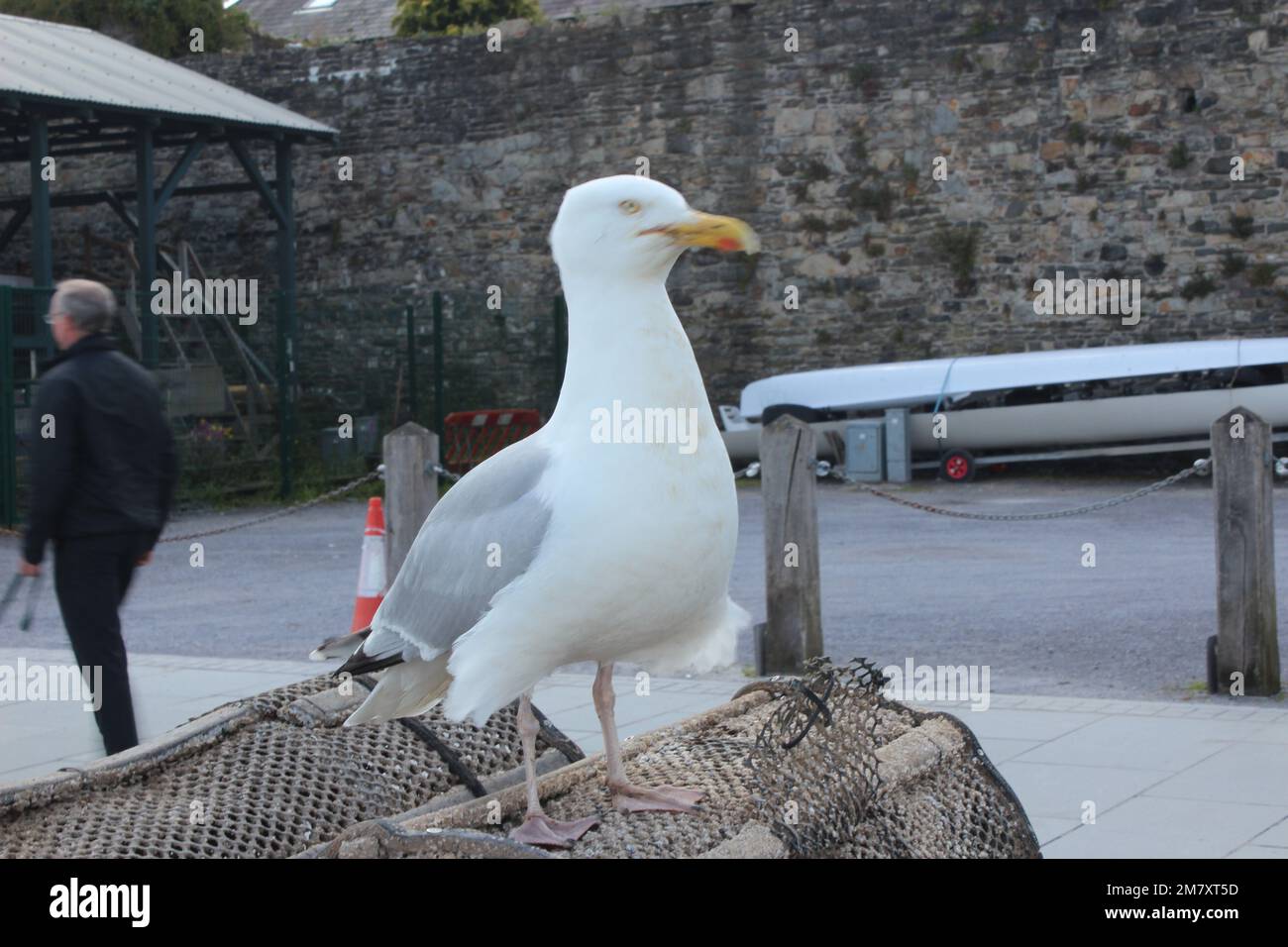 Conwy ist eine ummauerte Marktstadt und Gemeinde an der Küste von Nordwales Stockfoto