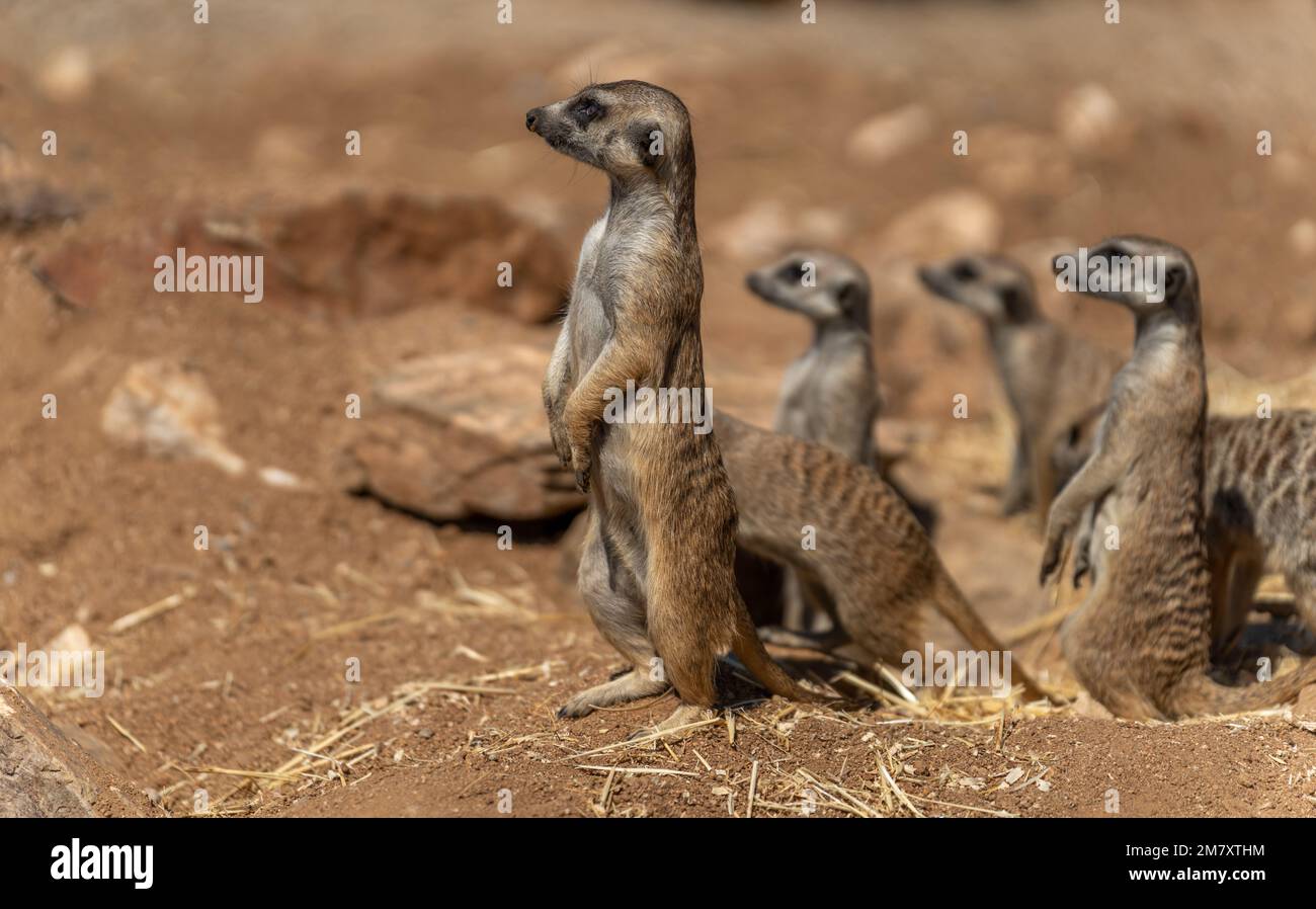 Erdmännchen, die auf dem Hinterfuß stehen und nach Raubtieren Ausschau halten Stockfoto