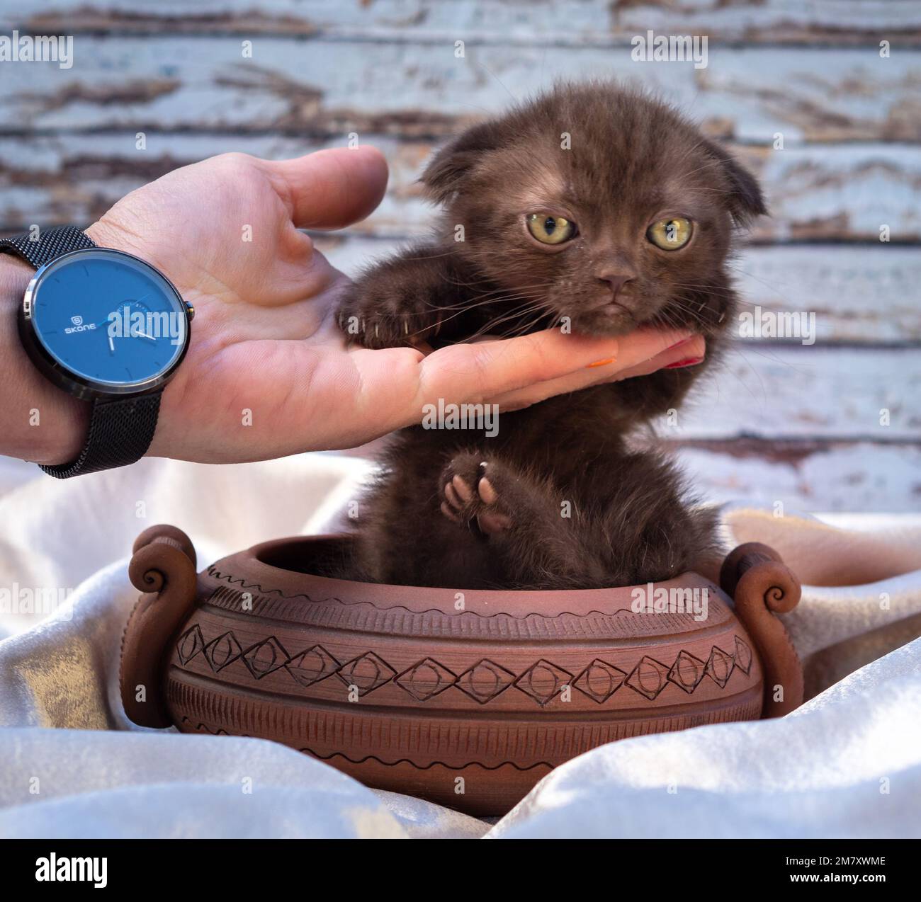 Trauriges braunes Kätzchen mit abgesenkten Ohren legte seinen Kopf auf seine Hand und umarmte sie Stockfoto