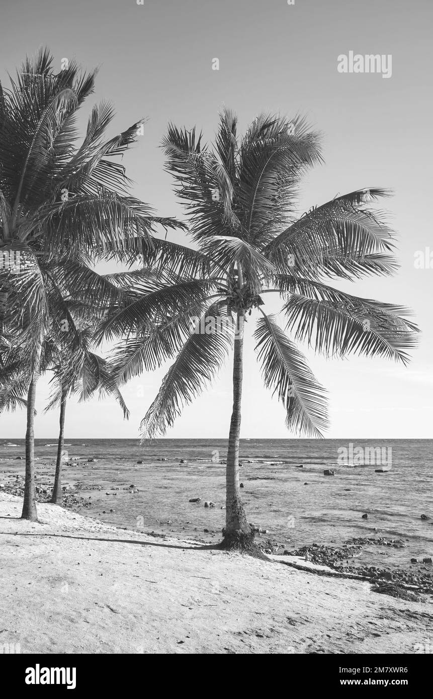 Schwarz-Weiß-Bild eines tropischen Strandes. Stockfoto