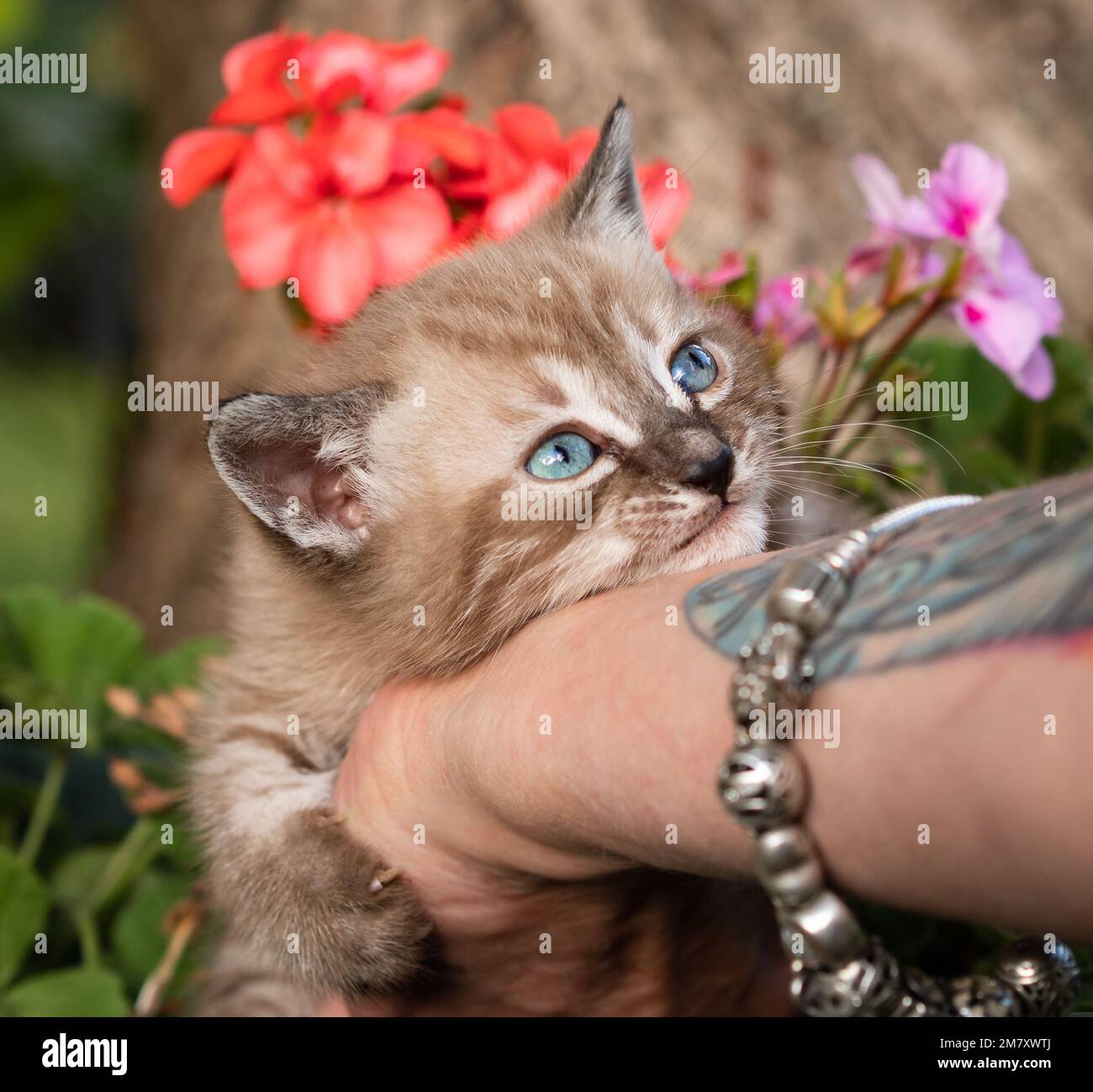Das kleine Schnee-bengal-Kätzchen umarmt die Hand Stockfoto