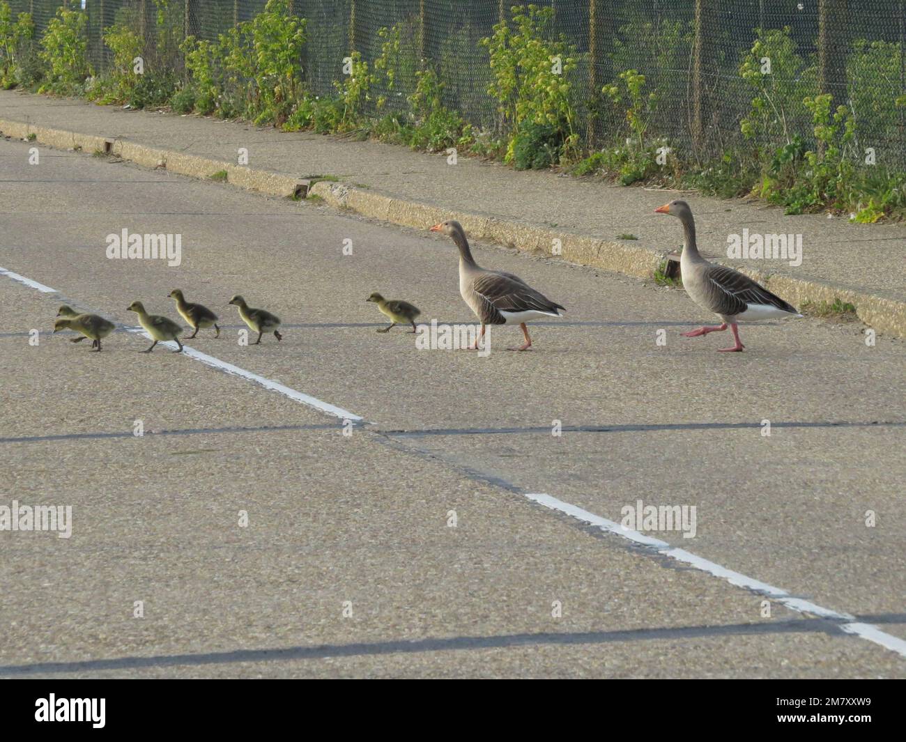 Greylag Gänse und Chicks gehen über die Straße Stockfoto