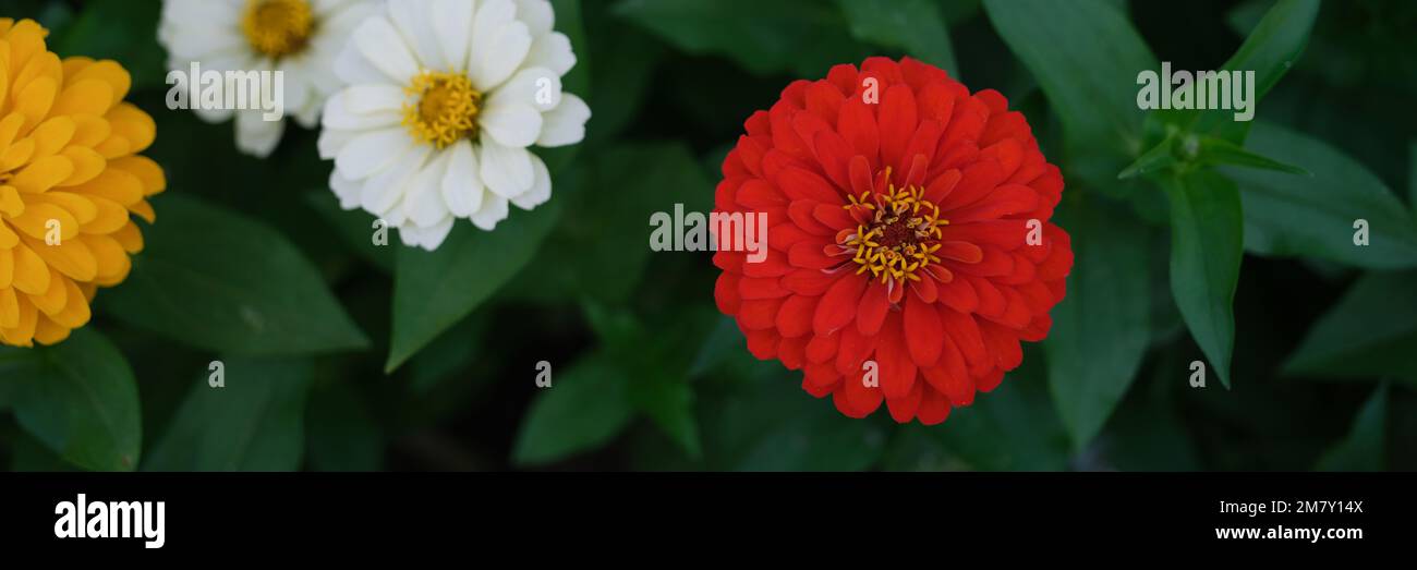 Im Sommer blüht auf dem grünen Gartenbett rot-weiß-gelb Stockfoto