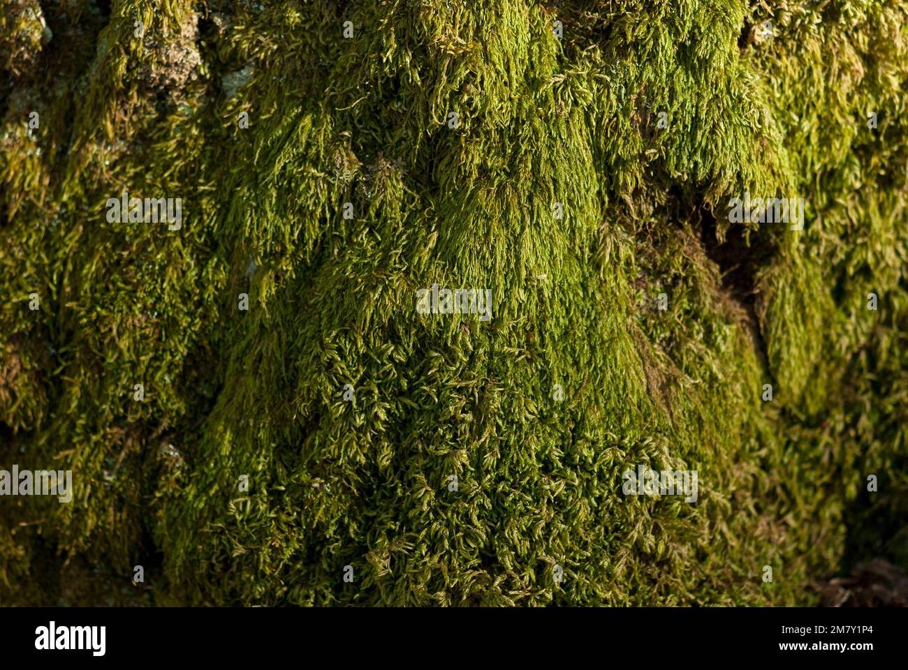Andreaeobryopsida Bryopsida grünes Moos Nahaufnahme der horizontalen Wurzel des Steinbaums Stockfoto