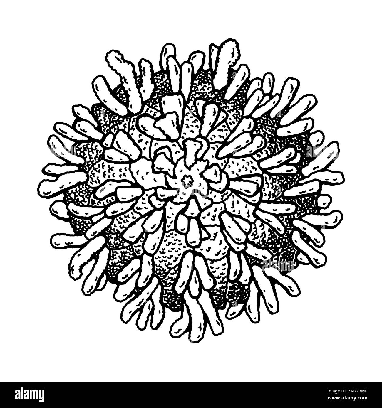 Handgezogenes Polio-Virus auf weißem Hintergrund isoliert. Realistische, detaillierte, wissenschaftlich fundierte Vektordarstellung im Skizzenrahmen Stock Vektor