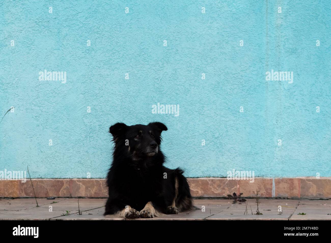 Porträt eines grossen, schwarzen, zackigen Hundes auf dem Hintergrund der azurblauen Mauer im Freien Stockfoto