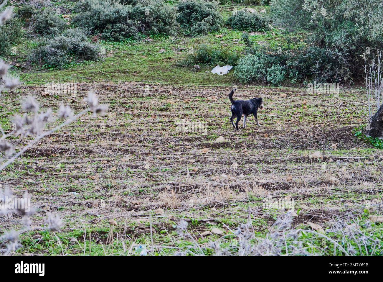 Ein obdachloser Hund in der Natur Stockfoto
