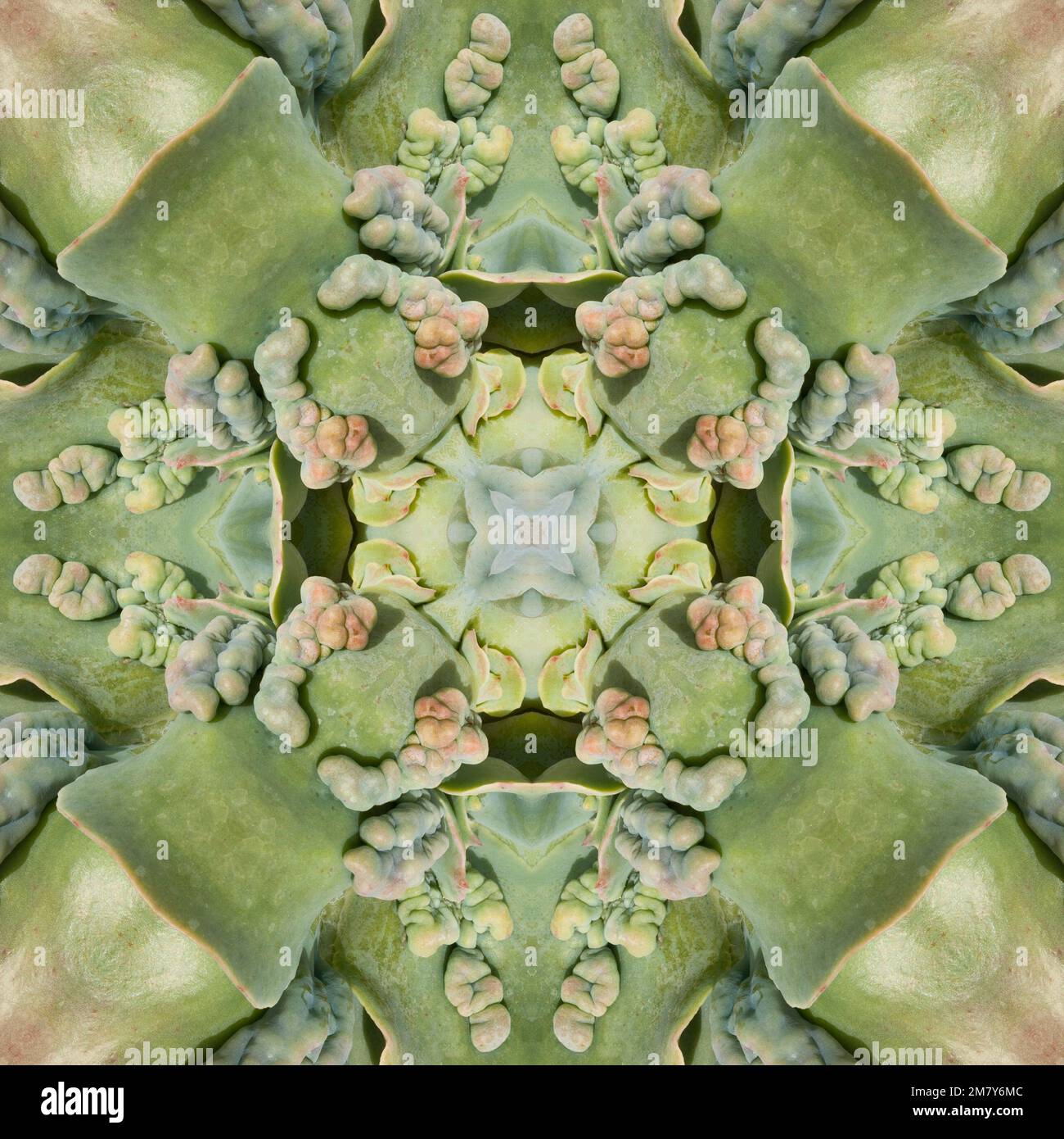 Kaleidoskop einer Sukulente Stockfoto