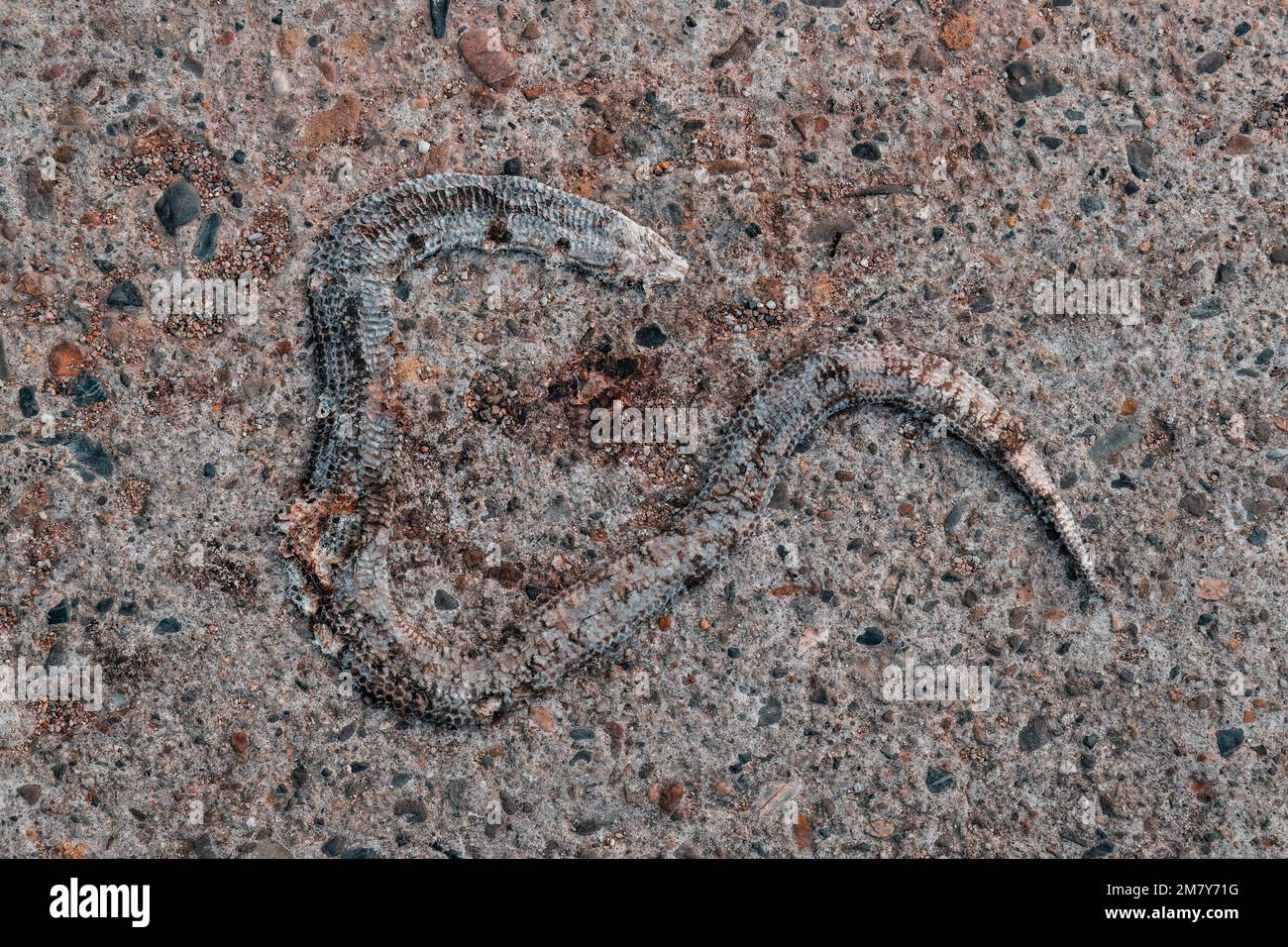 Schlangenhaut auf Betonoberfläche, Nahaufnahme. Stockfoto
