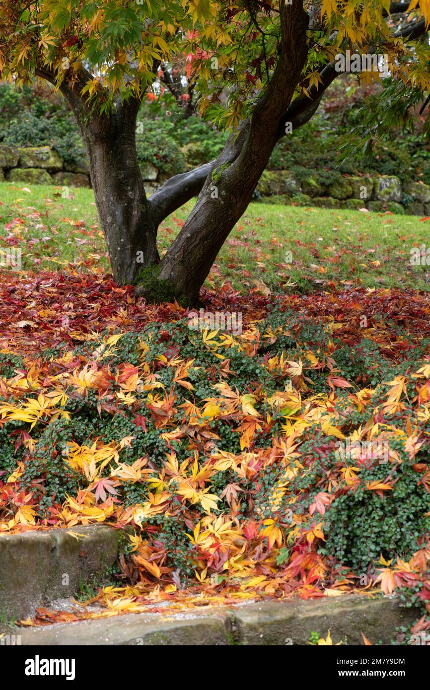 Herbstgefallene Blätter von Acer Tree Stockfoto