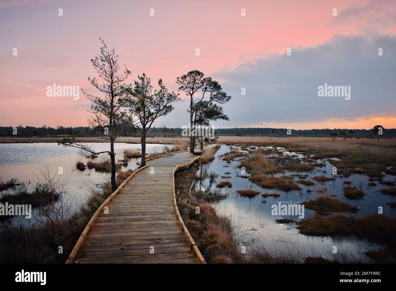 Die neue, restaurierte Promenade rund um Pudmore Pond auf Thursley Common, Surrey, Großbritannien. Stockfoto