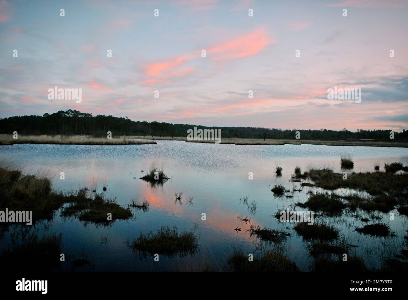 Die neue, restaurierte Promenade rund um Pudmore Pond auf Thursley Common, Surrey, Großbritannien. Stockfoto