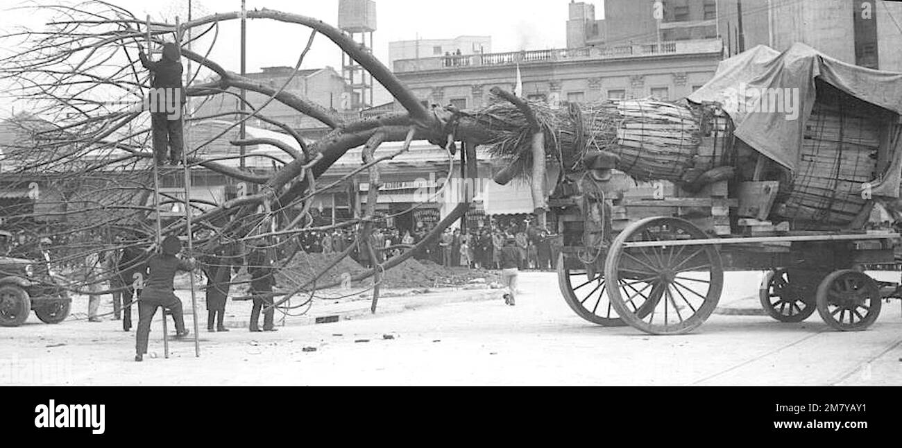 Frühbeispiel der Transplantation eines Probebaumes Palo borracho oder Drunken Stick - 1936 Stockfoto