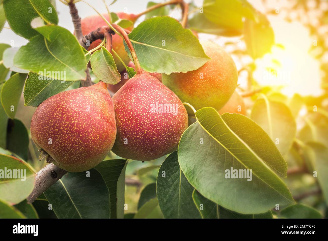 Rote Birnen wachsen auf einem Zweig zwischen dem grünen Laub auf Birnenbäumen Stockfoto