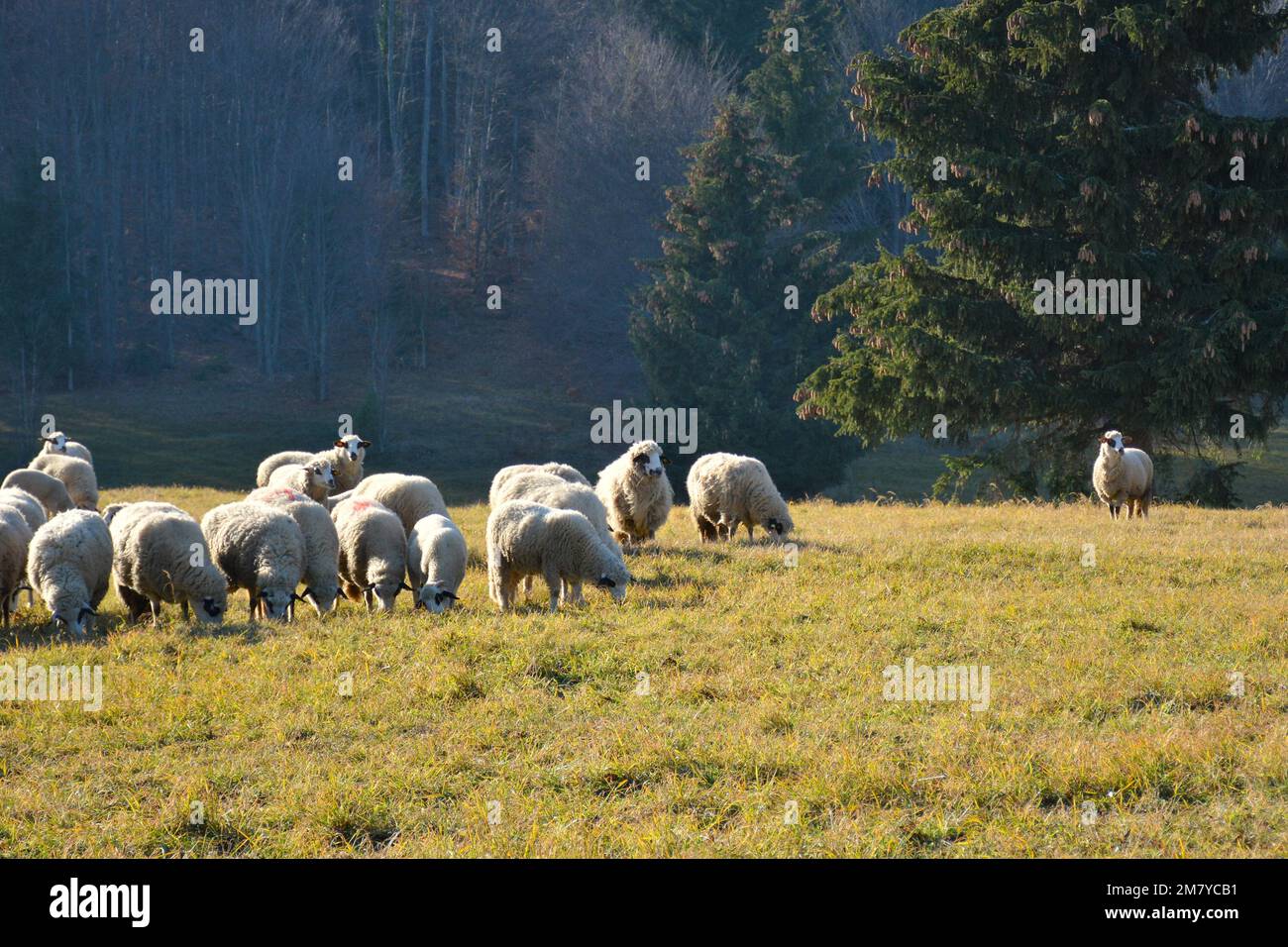 Schaf-Herde während der Wanderung durch den Tara Mountain-Nationalpark, Serbien. Stockfoto