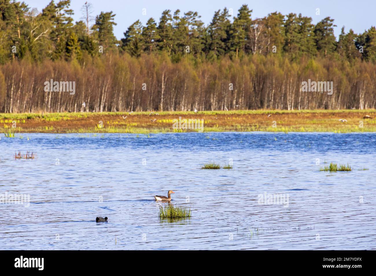 Feuchtgebiet mit schwimmenden Vögeln im Frühling Stockfoto