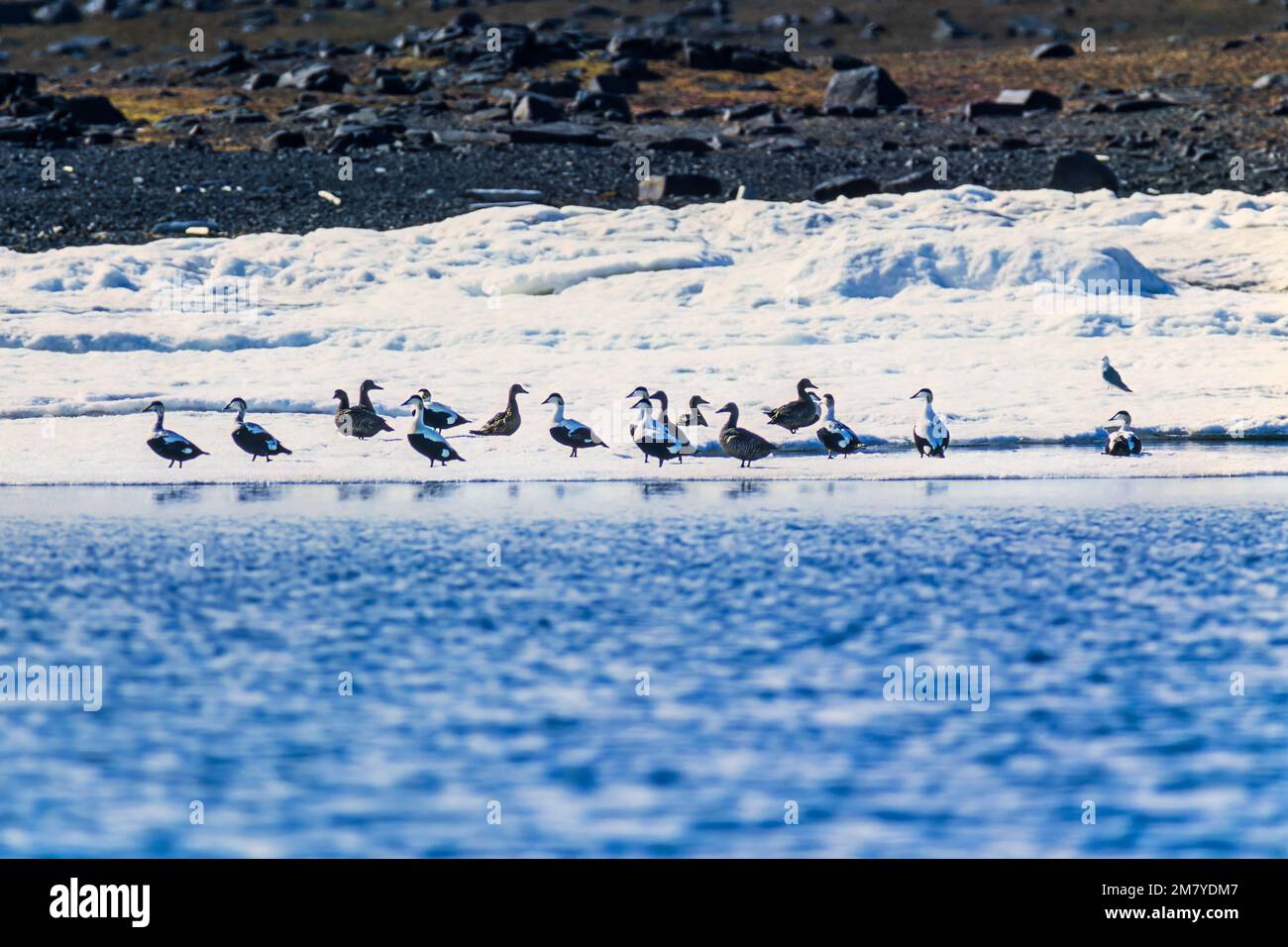 Schar mit Eidervögeln am Wasserrand Stockfoto