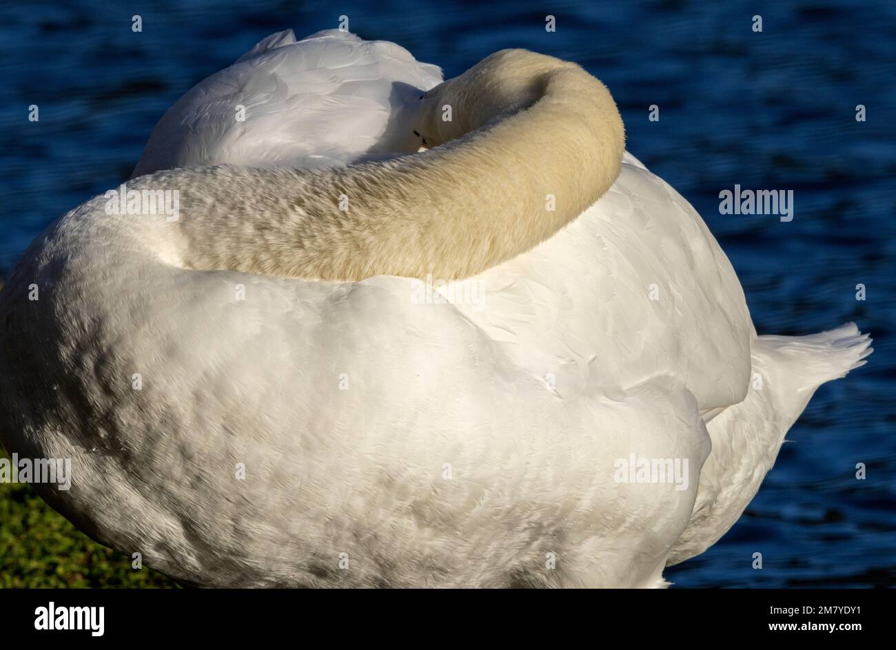 Als ein so großer Wasservogel, der auch fliegt, verbringt der Stumme Schwan viel Zeit damit, das Gefieder in einem Top-Zustand zu halten Stockfoto