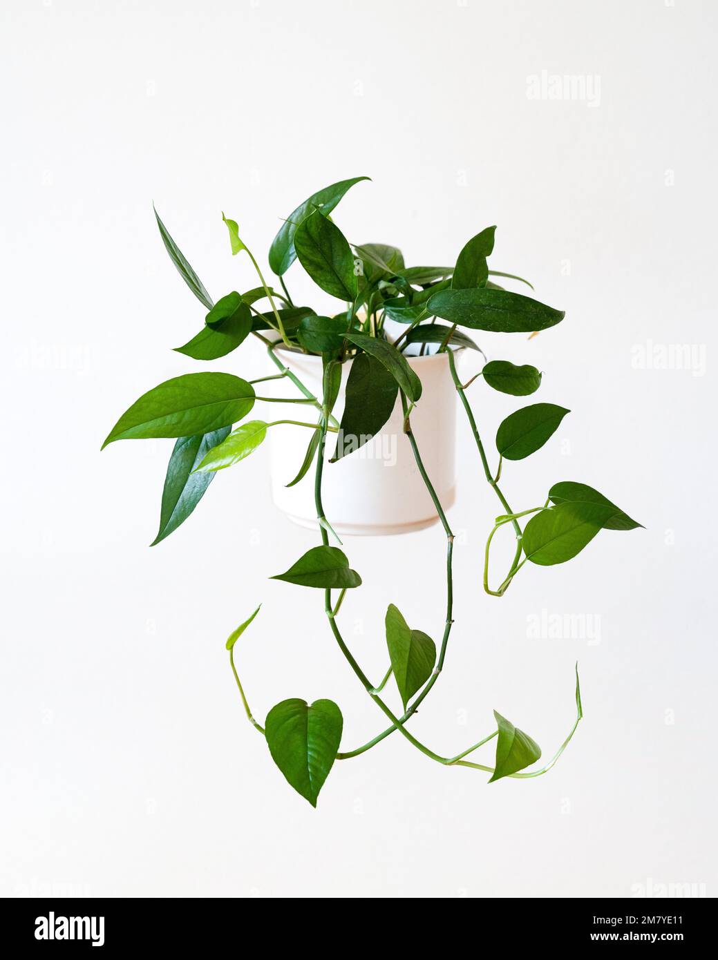 Epipremnum pinnatum, eine gewöhnliche Hauspflanze Stockfoto