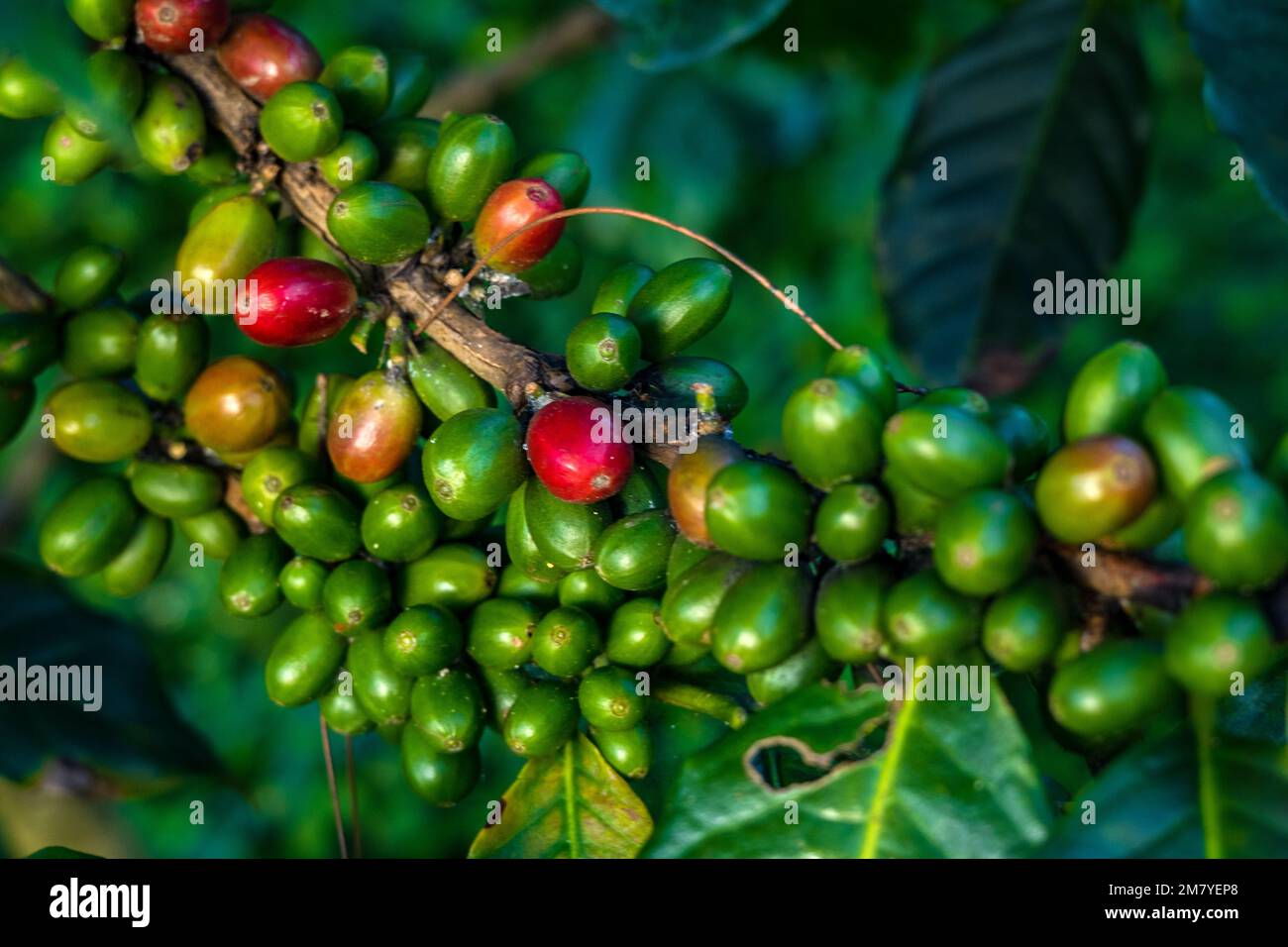 Rote und grüne rohe und reife Kaffeekirschbohnen auf einer Baumplantage Stockfoto