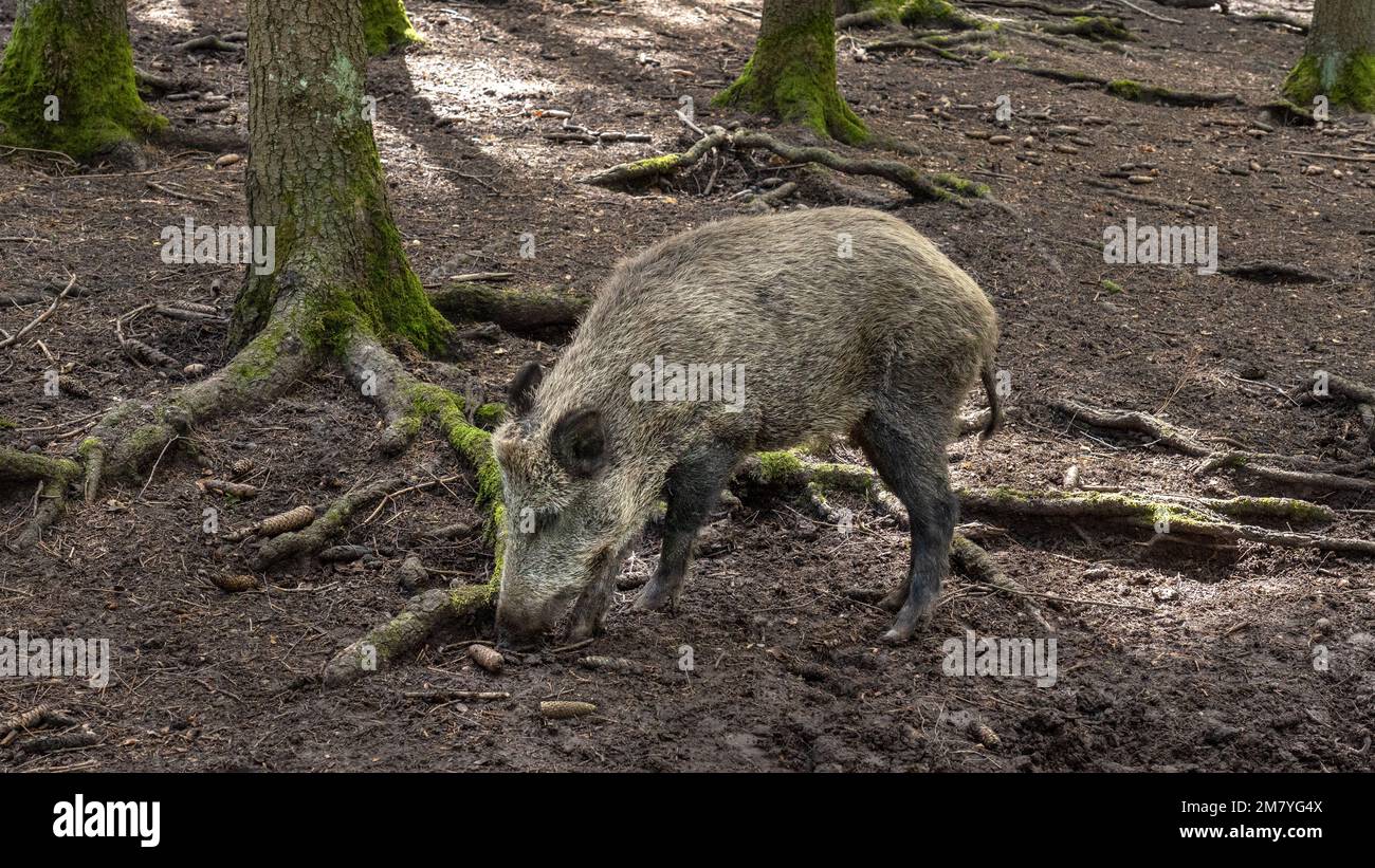 Ein Wildschwein, das auf dem Waldboden nach Nahrung sucht Stockfoto