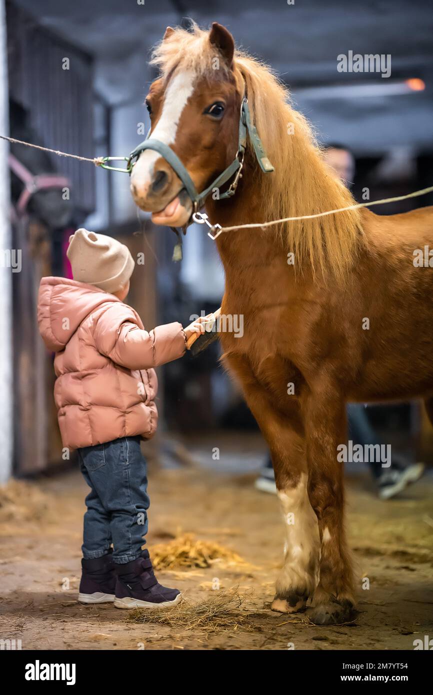 Pferdepflege im Stall vor der Fahrt. Kleines süßes Mädchen und Pony. Stockfoto
