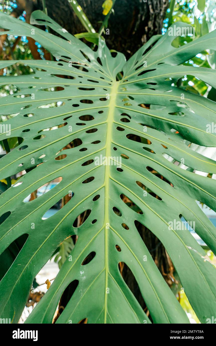 philodendron violin Buy Large Philodendron Bipennifolium