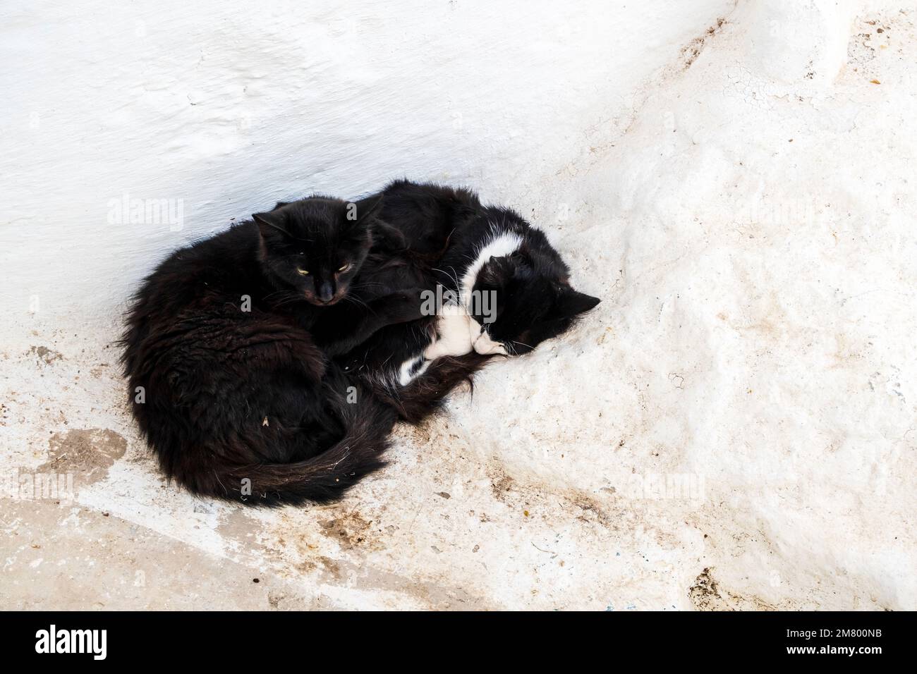 Süße schwarze Katzen auf weißen Straßen in Moulay Idriss, Marokko, Nordafrika Stockfoto