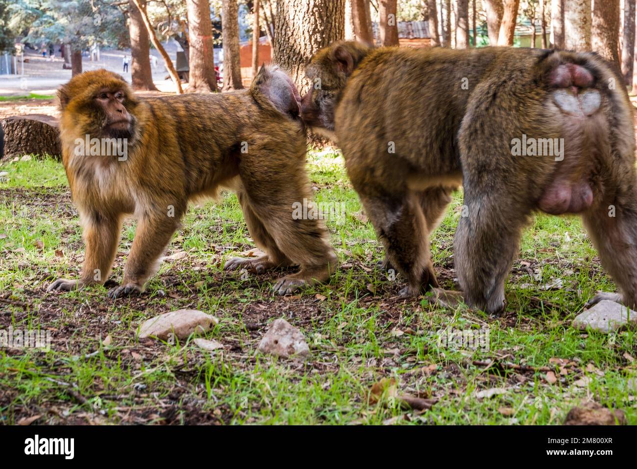 Süßer wilder Affe im Zedernwald, Ifrane, Marokko, Nordafrika Stockfoto