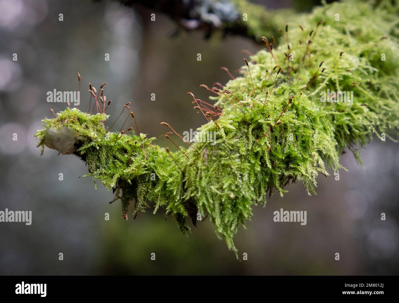 Leuchtendes grünes Moos, das an einem Ast hängt, mit kleinen, feinen Setzlingen, die von seiner Oberfläche, England, wachsen. Stockfoto