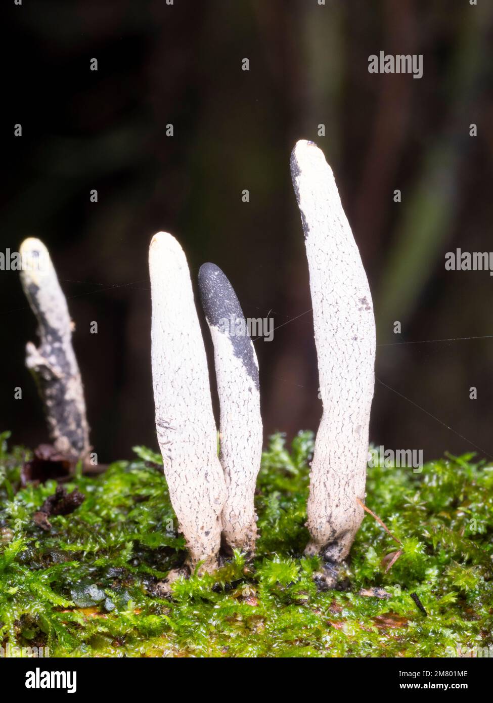 Pilz Xylaria telfairii. Auf einem toten Ast, in der Provinz Orellana, dem ecuadorianischen Amazonas Stockfoto