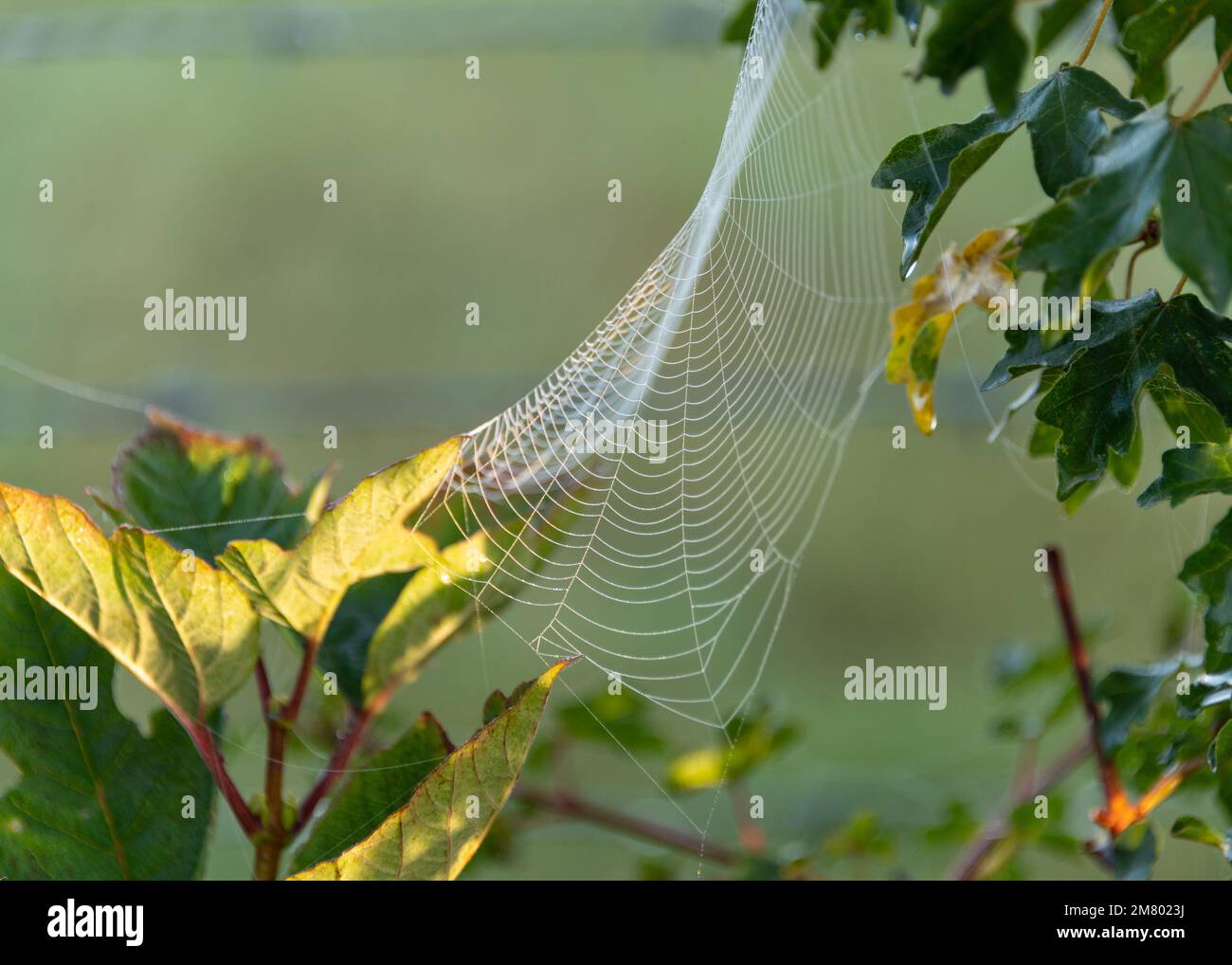 Spinnweben mit Morgentau Stockfoto