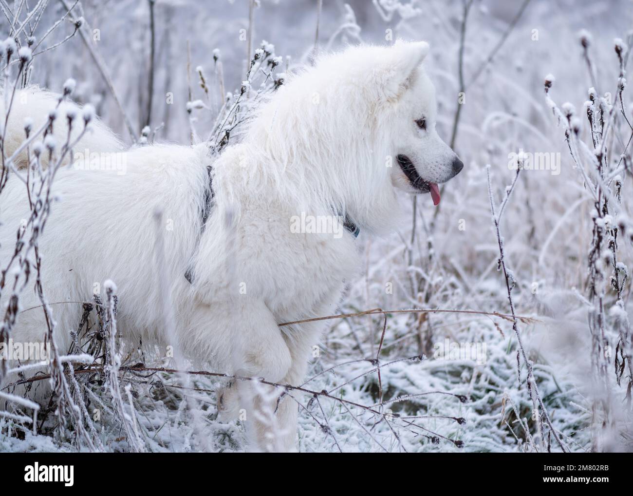 Samoyed Welpen im Schnee Stockfoto