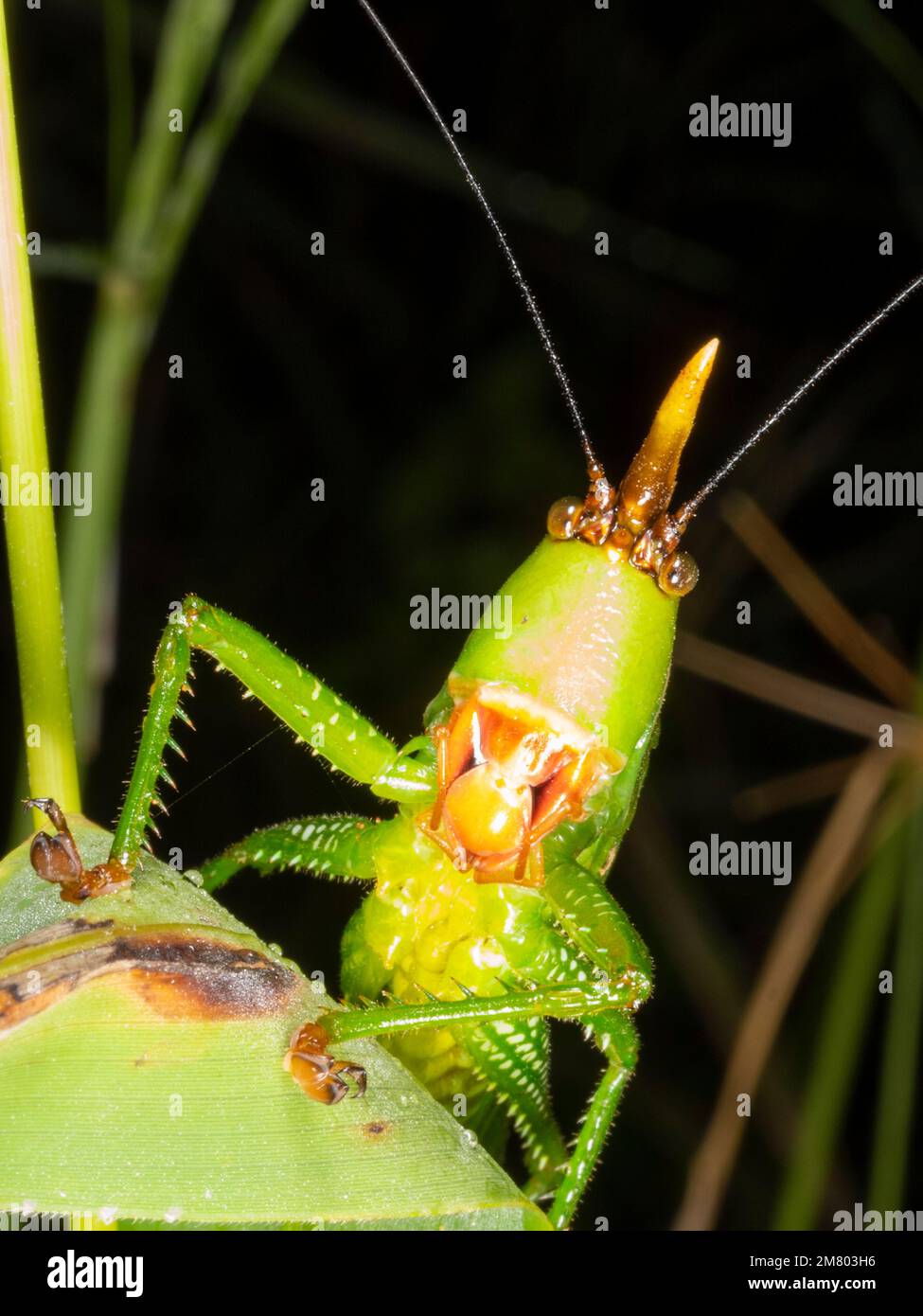 Conehead Bush Cricket (Copiphora sp. Tettigoniidae) im Regenwald ayt Night, Provinz Orellana, Ecuador Stockfoto