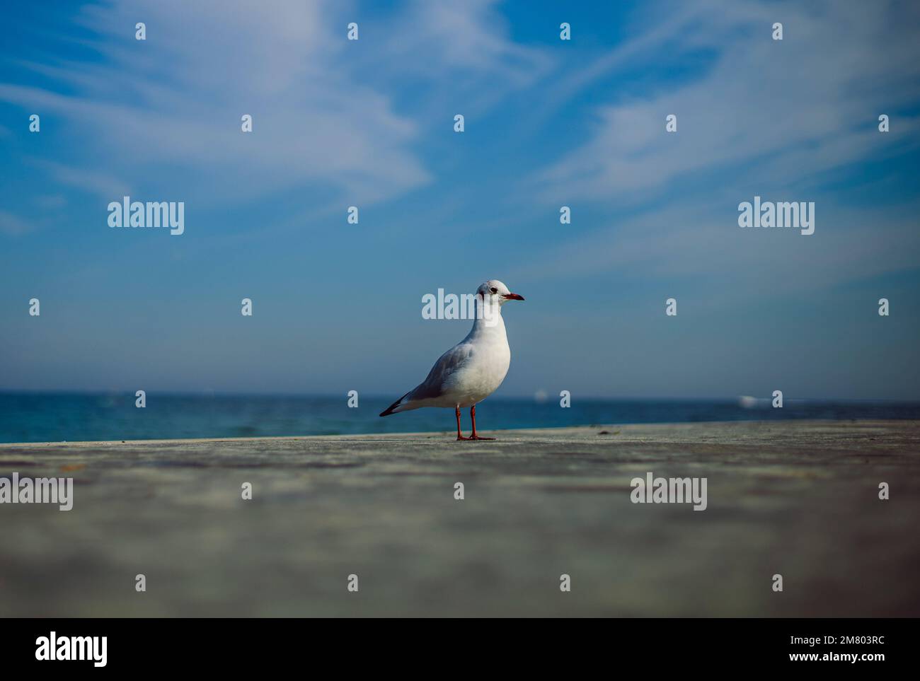 möwe am Pier mit blauem Himmel im Hintergrund, Möwe, Seemann Stockfoto