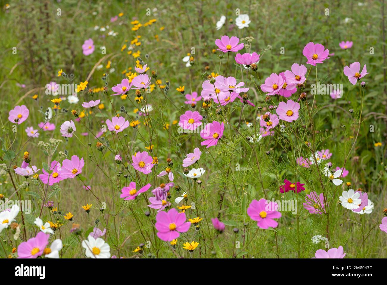 Ein grünes Feld voller mehrfarbiger Mirasol Cosmos bipinnatus-Blumen Stockfoto