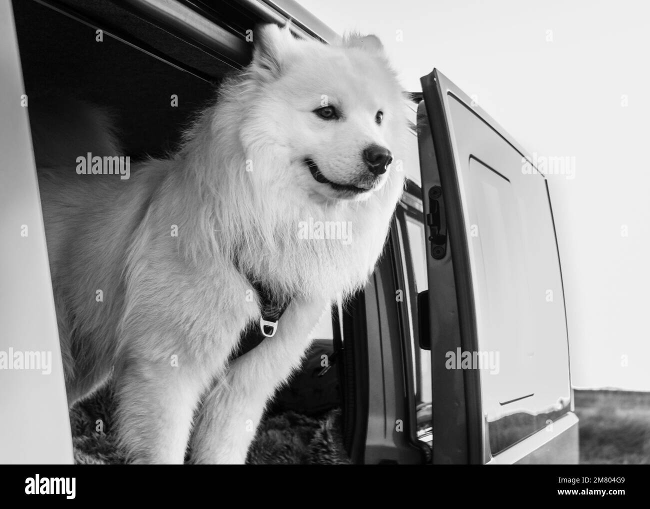 Samoyerter Welpe im Wohnmobil Stockfoto