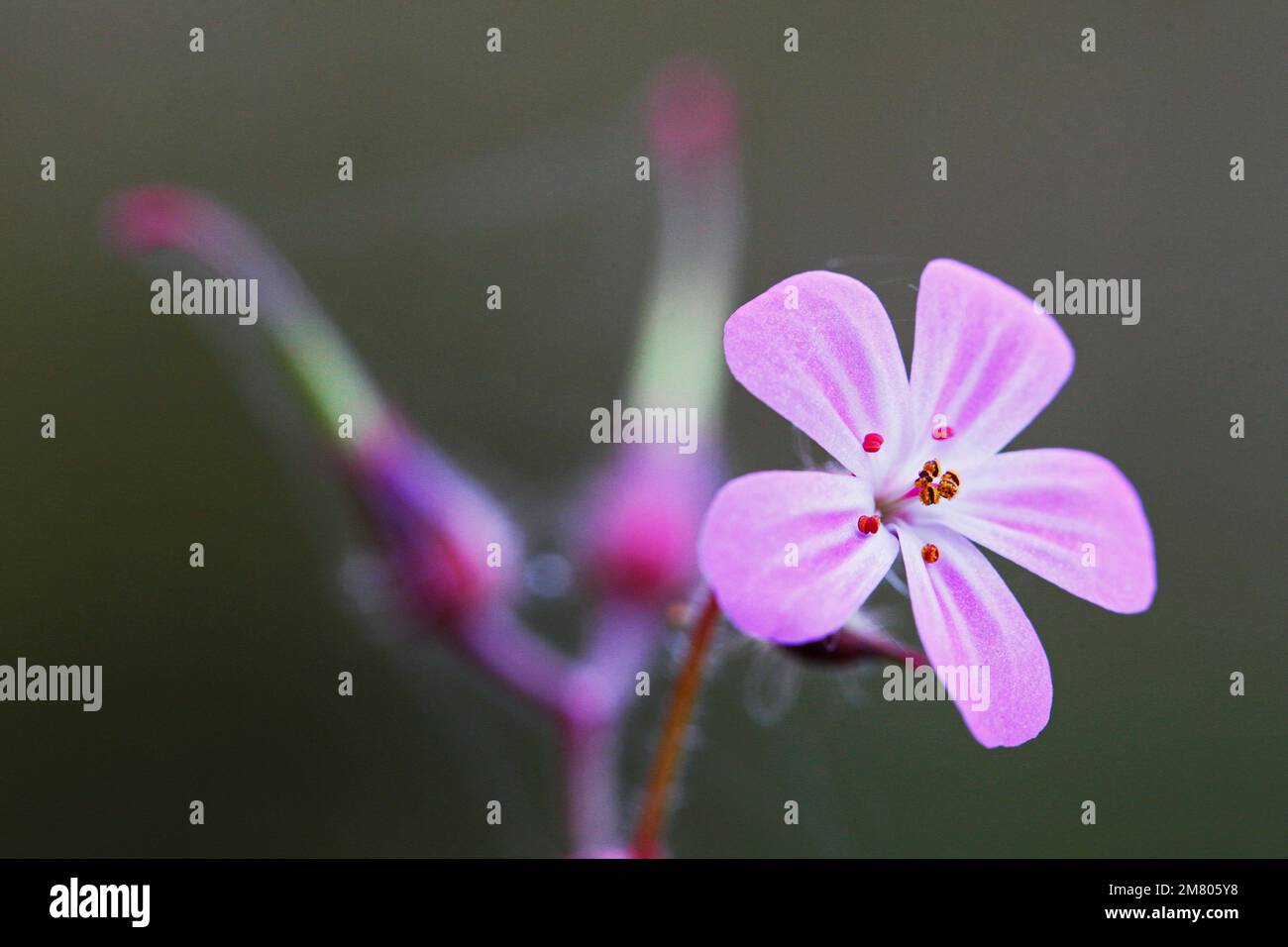 Geranium robertianum, allgemein bekannt als Herb-Robert oder Robert's Geranium (Nordamerika). Redcar UK 02/11/2021 Foto: Stuart Boulton Stockfoto