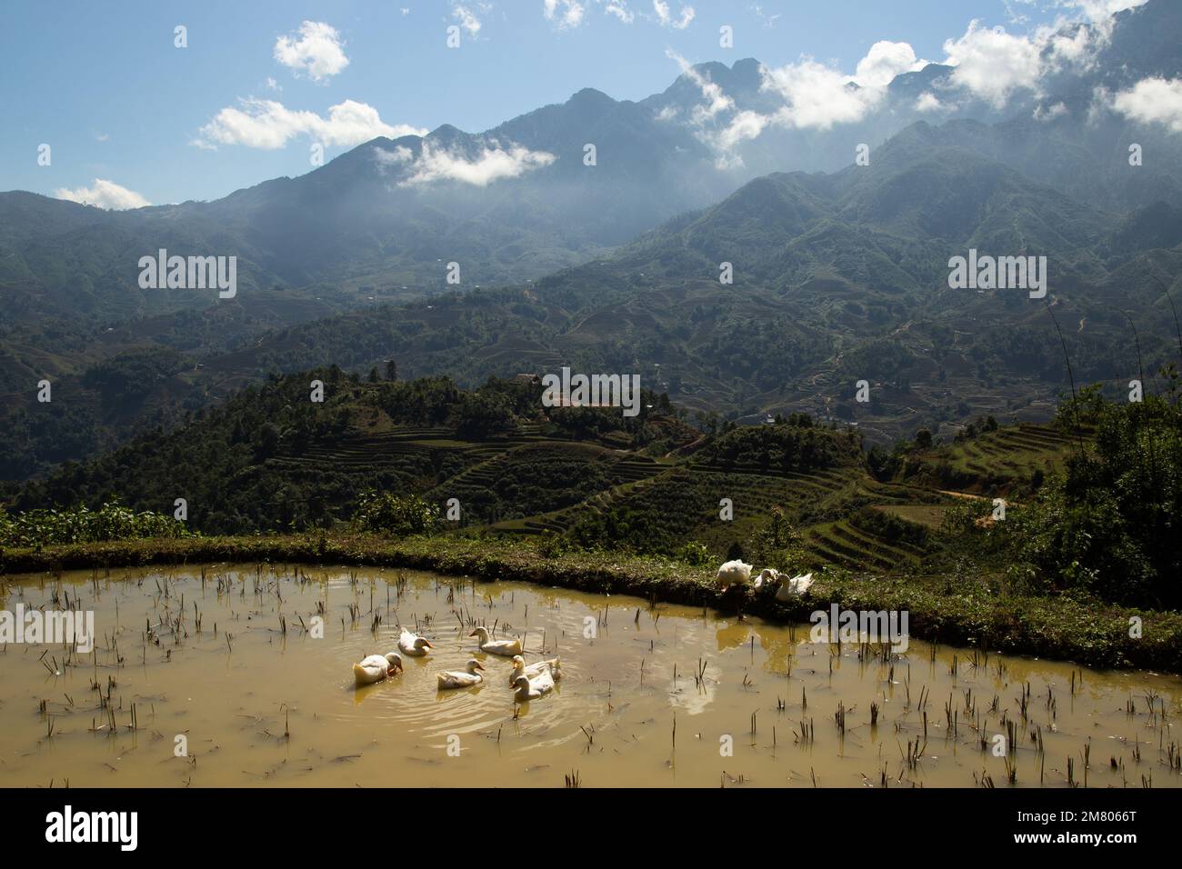 Atemberaubende Aussicht und hohe Berge in Sa Pa, Vietnam Stockfoto