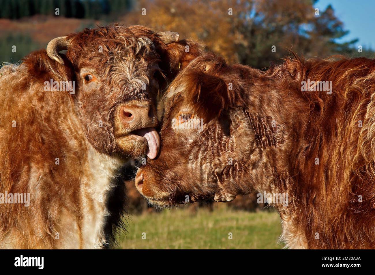 Zwei junge Geschwister, die sich lieben Stockfoto