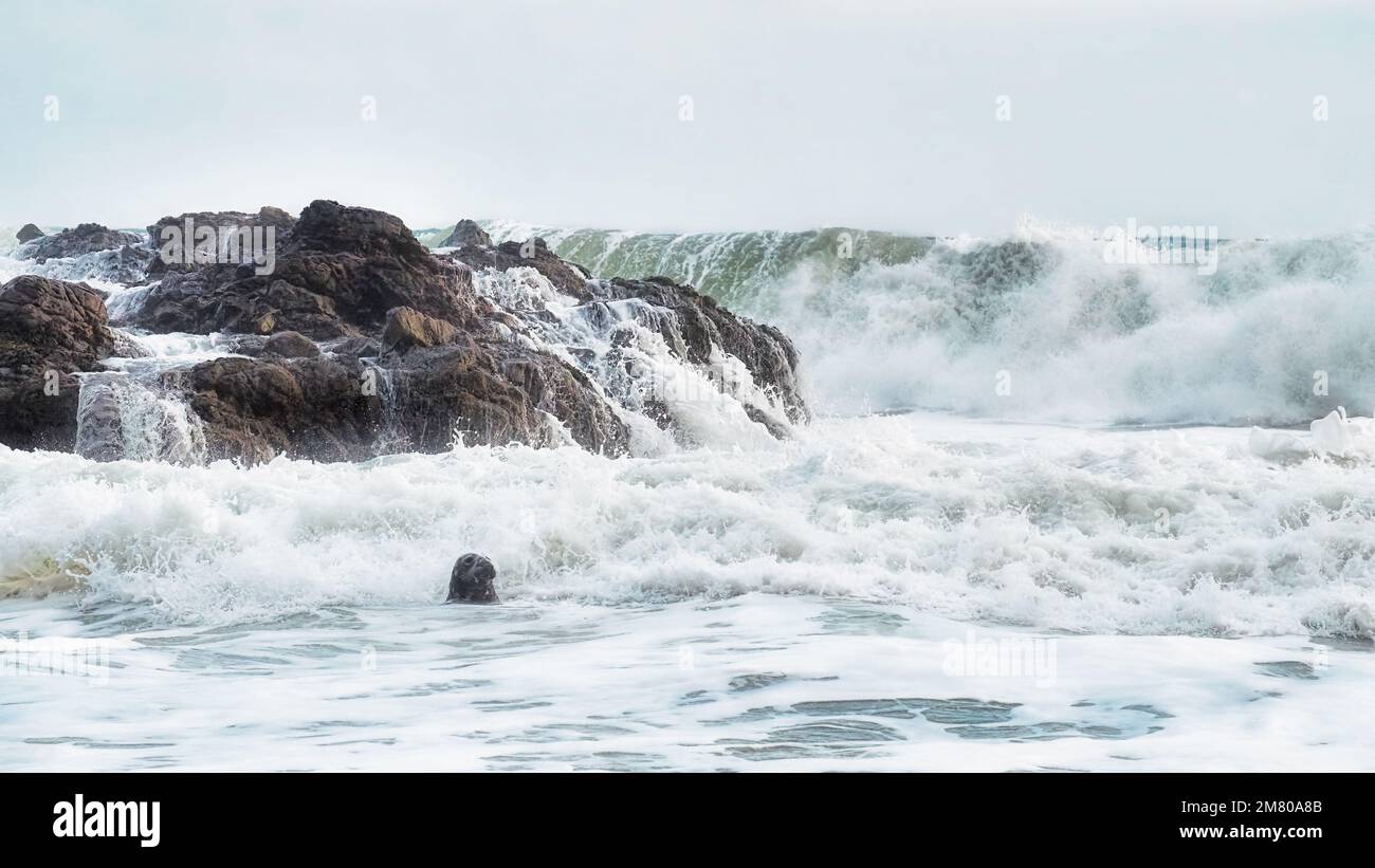 Grauer Seehund in stürmischen Gewässern Stockfoto