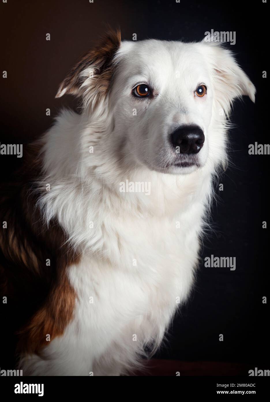 Fotostudio von Border Collie Stockfoto
