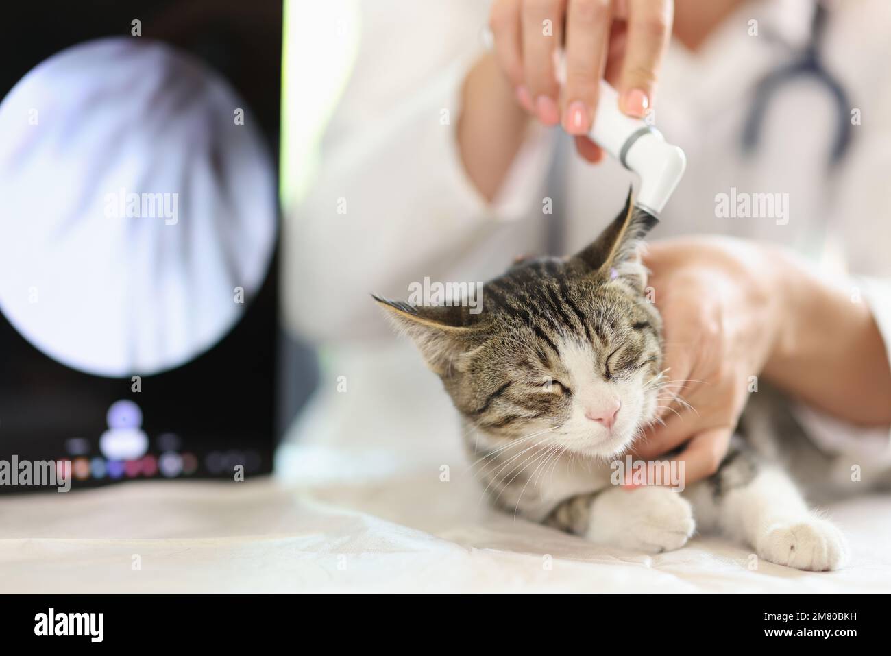 Tierärztliche Diagnostik und Behandlung der Katze in der Tierklinik. Stockfoto
