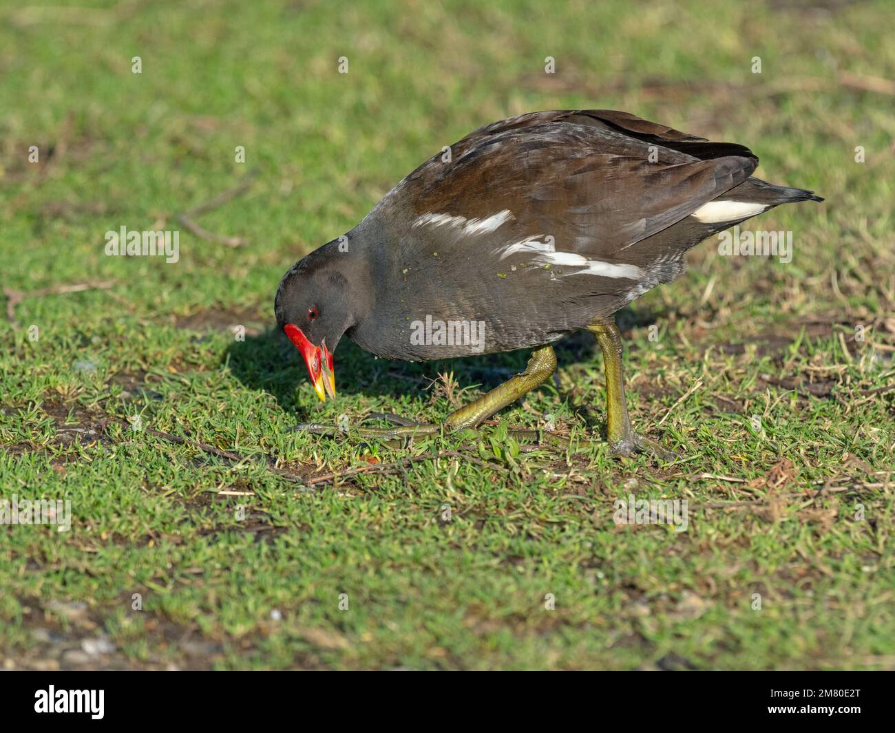 Moorhen Gallinula Chloropus Fütterung im überfluteten Gebiet im Winter Norfolk Stockfoto