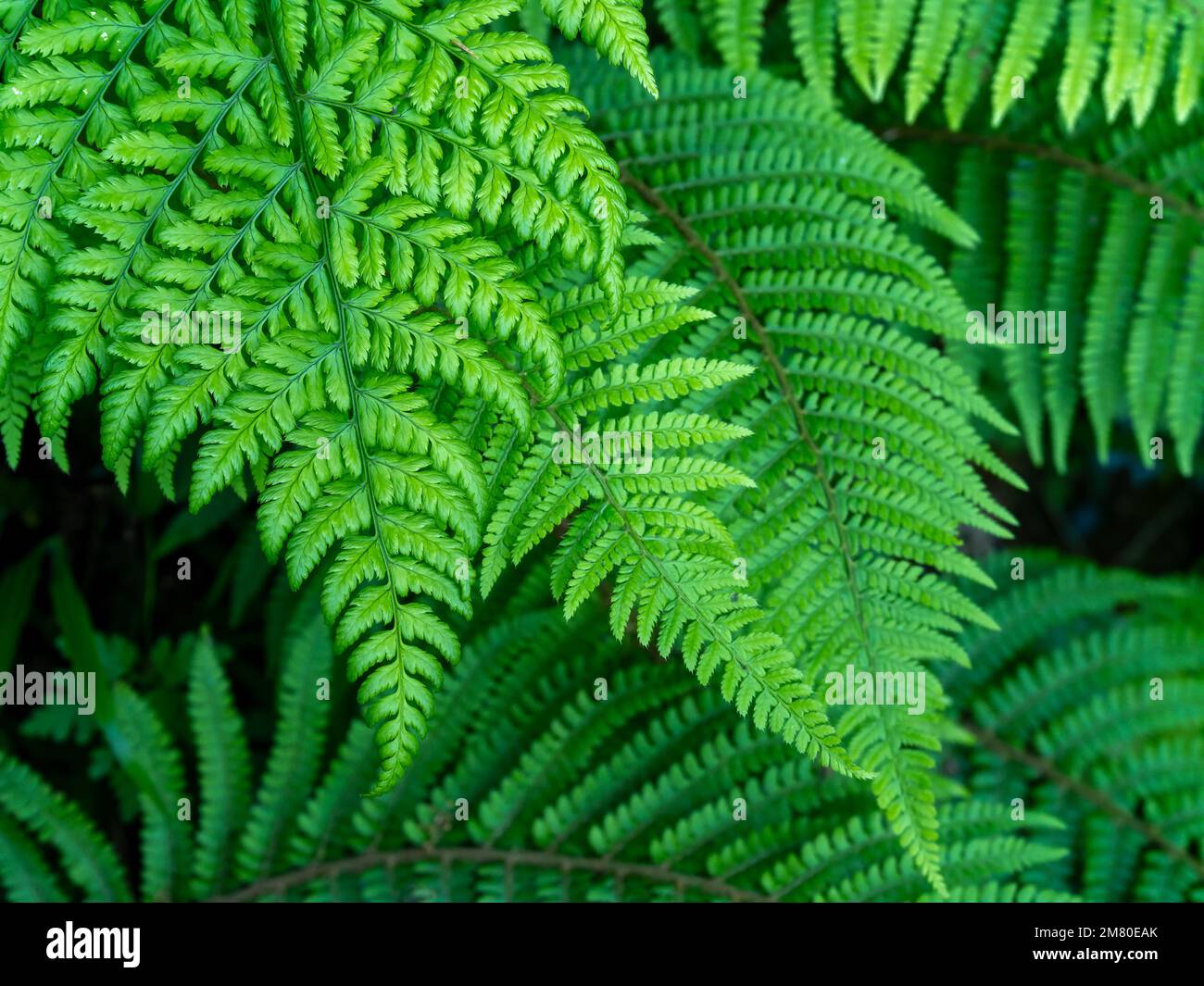 Schöne Blätter eines Farns. Dichtes grünes Laub, Makro. Grünfarnpflanze in Nahaufnahme Stockfoto