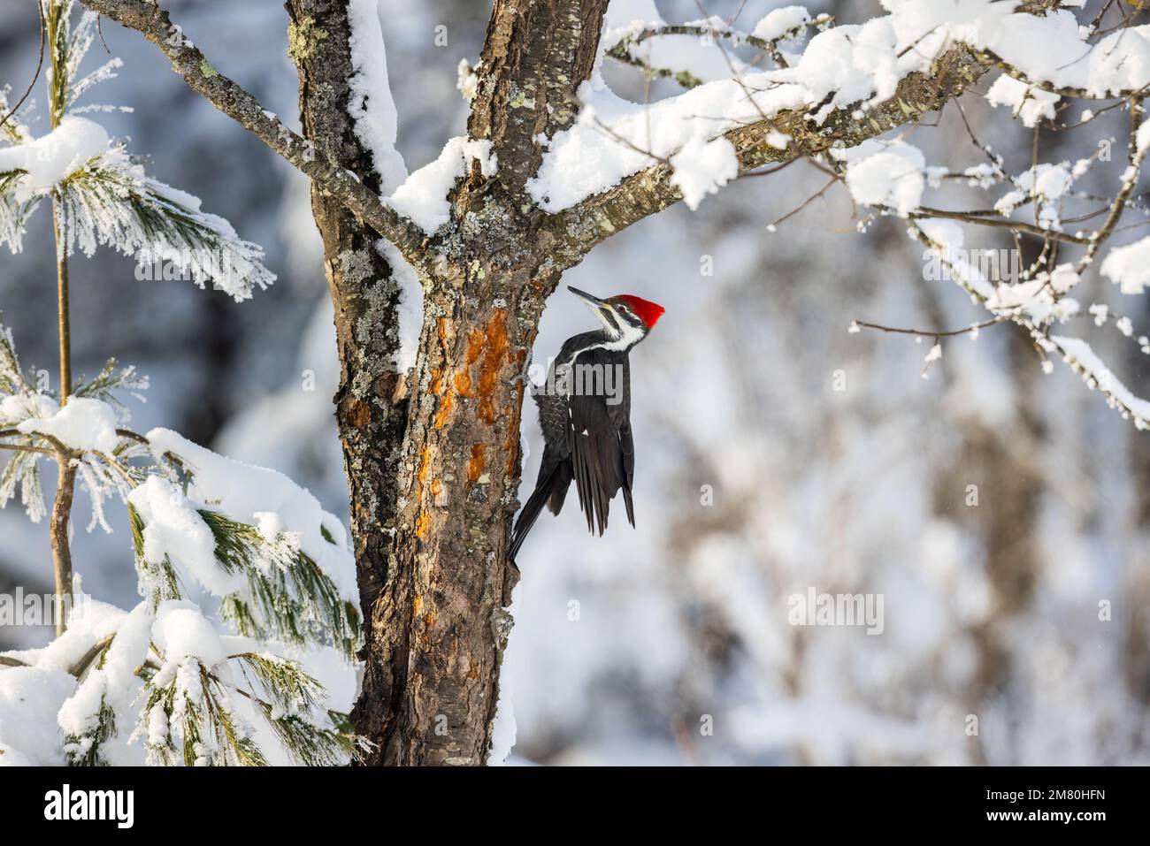 Pileated Woodpecker in Nord-Wisconsin. Stockfoto