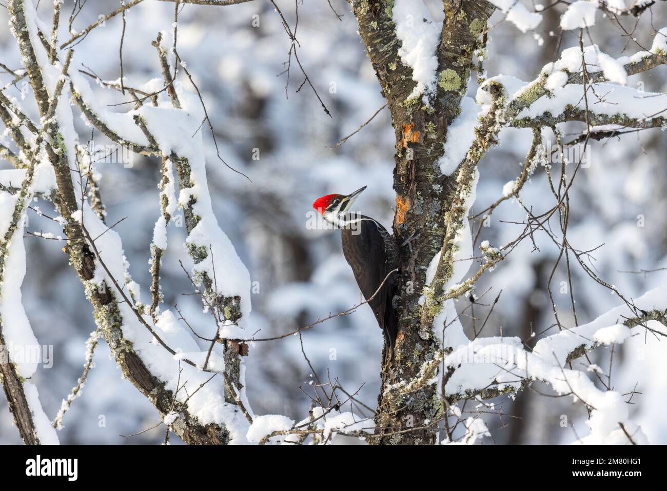 Pileated Woodpecker in Nord-Wisconsin. Stockfoto