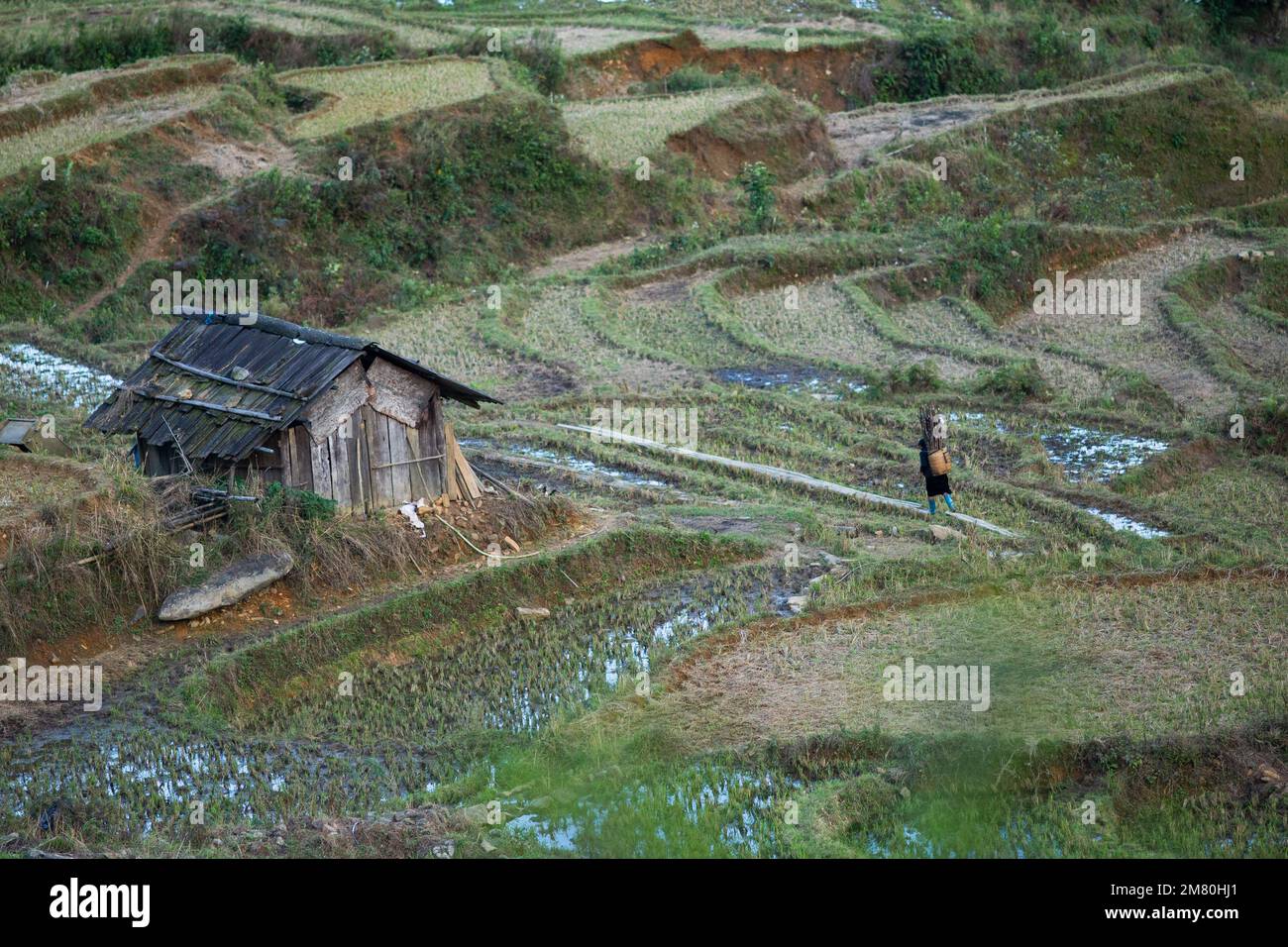 SA pa , Vietnam. Ein Bauer, der durch ein terrassenförmiges Feld geht Stockfoto