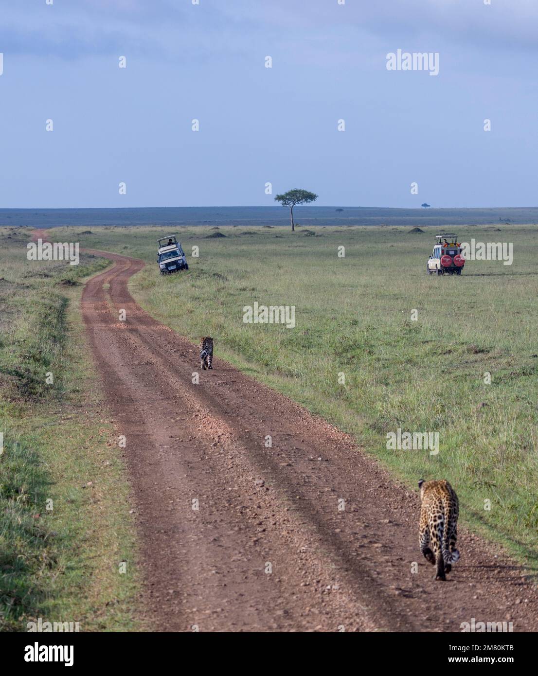 Männlicher Leopard, der einen anderen verfolgt, um sich zu streiten, Masai Mara Nationalpark, Kenia Stockfoto