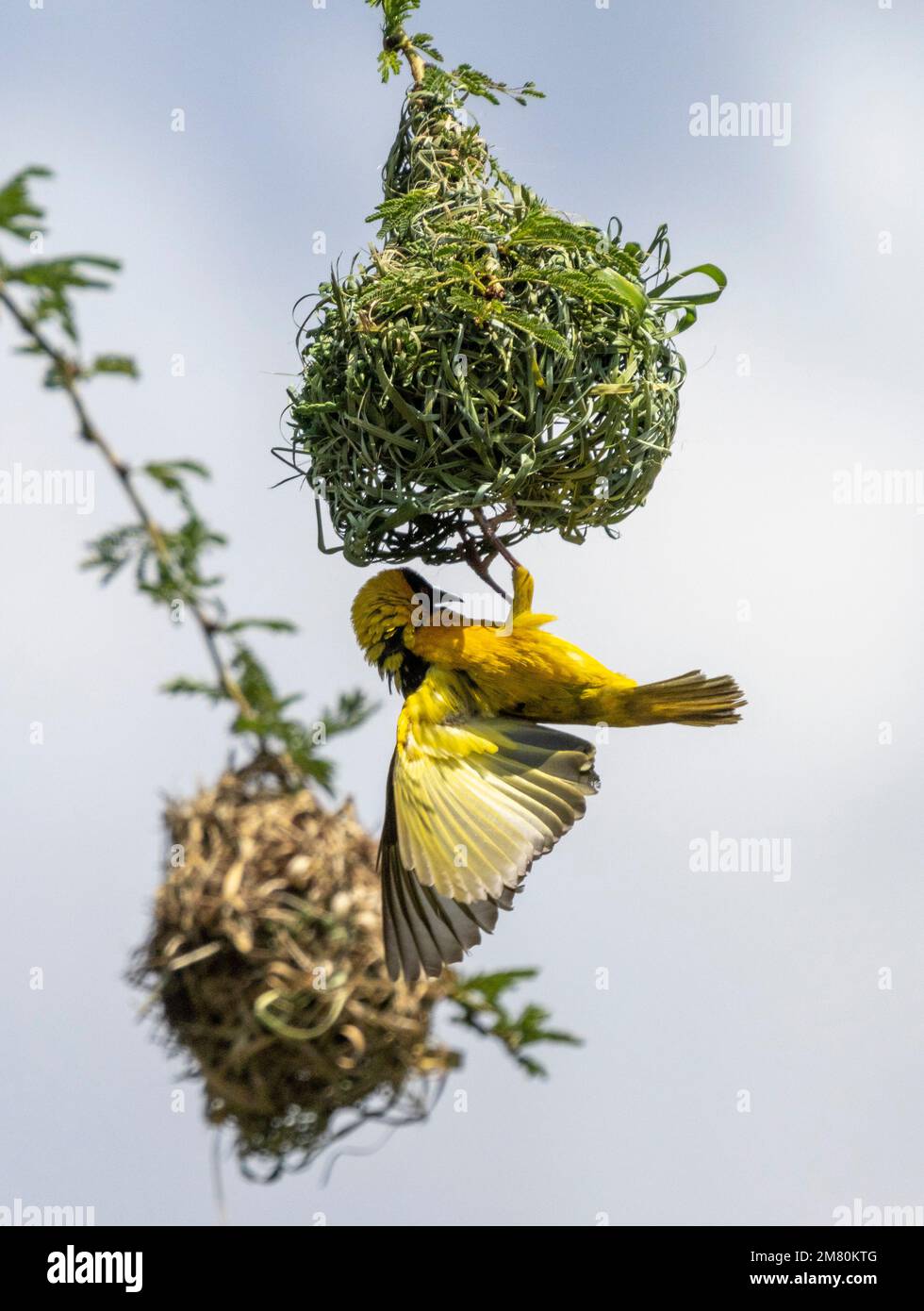 Speke's Weaver (Ploceus spekei), der vom Nest hängt, Masai Mara, Kenia, Afrika Stockfoto